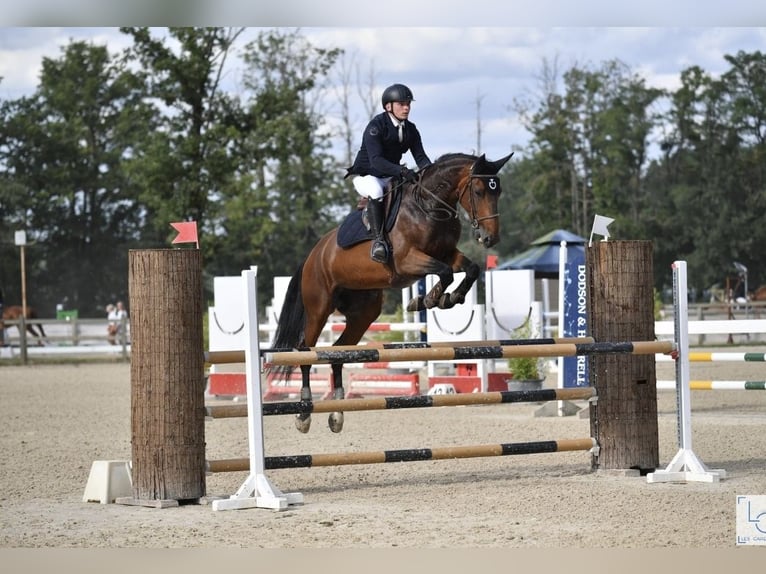 Selle français Klacz 10 lat 165 cm Gniada in GOSNE