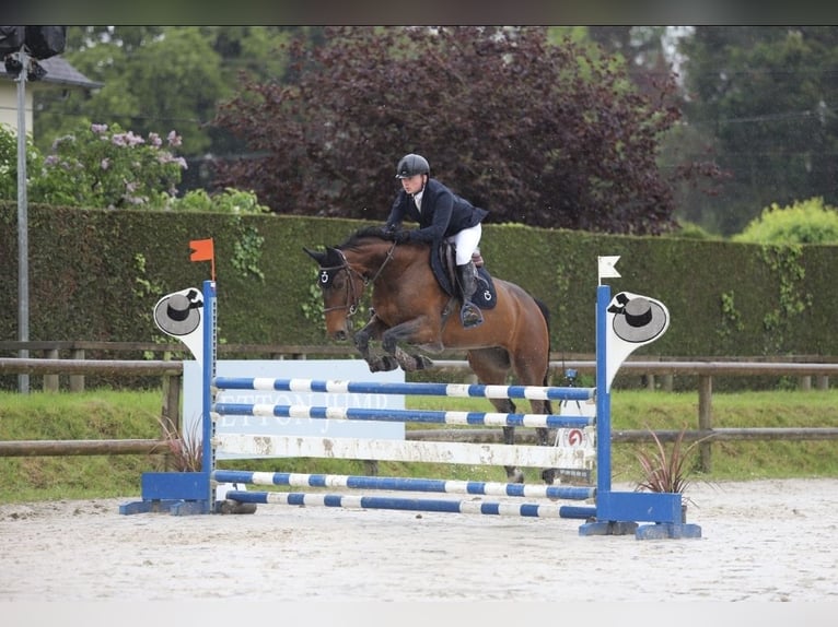 Selle français Klacz 10 lat 165 cm Gniada in GOSNE