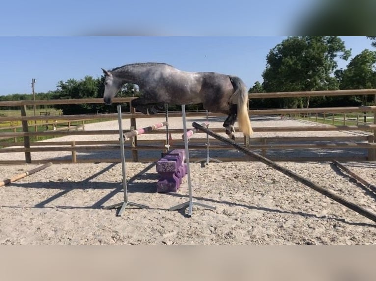 Selle français Klacz 10 lat 165 cm Siwa in St Sauveur d&#x27;Aunis