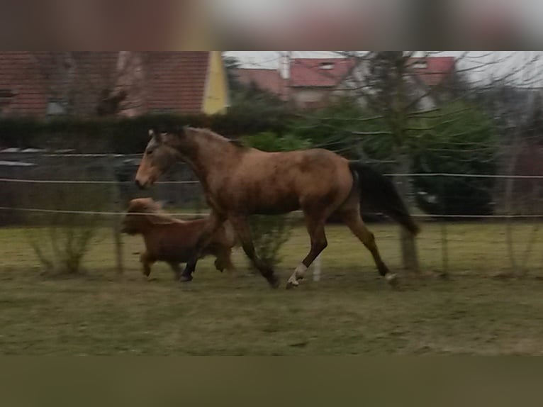 Selle français Klacz 10 lat 169 cm Bułana in Colmar