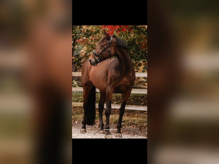 Selle français Klacz 10 lat 172 cm Gniada in Tirschenreuth
