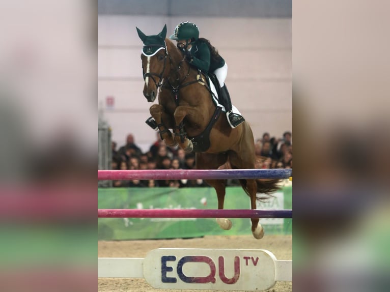 Selle français Klacz 11 lat 164 cm Kasztanowata in Treviglio