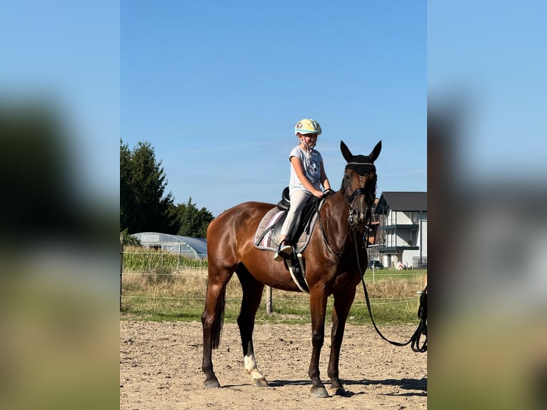 Selle français Klacz 11 lat 167 cm Gniada in Offenburg