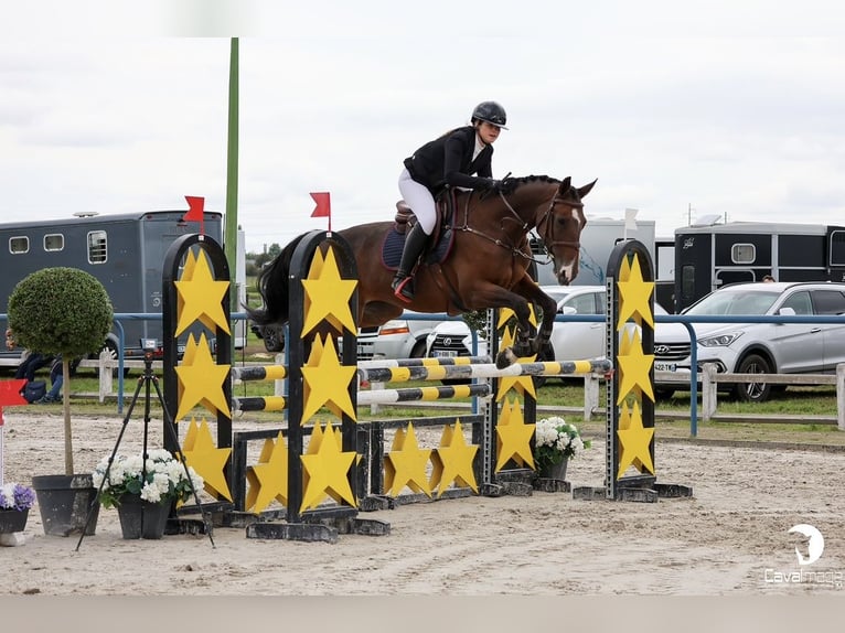 Selle français Klacz 11 lat 168 cm Gniada in Lésigny