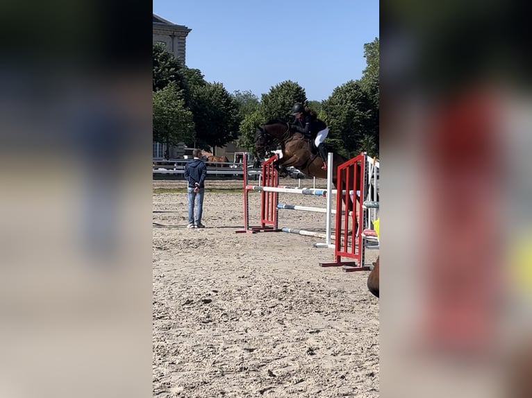 Selle français Klacz 11 lat 168 cm Gniada in Lésigny