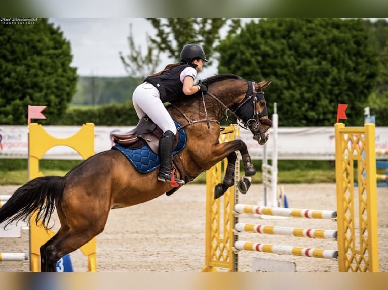 Selle français Klacz 11 lat 168 cm Gniada in Lésigny