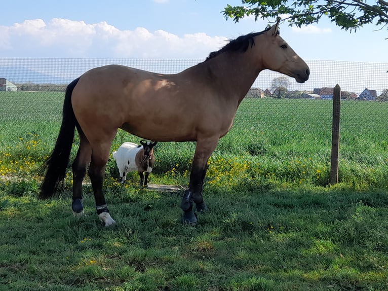 Selle français Klacz 11 lat 169 cm Bułana in Colmar