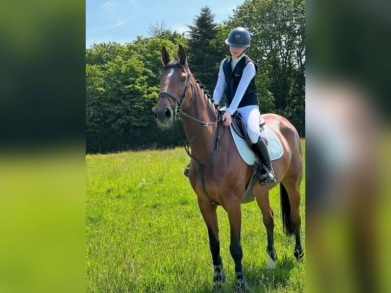 Selle français Klacz 11 lat 172 cm Gniada in Magny-les-Hameaux