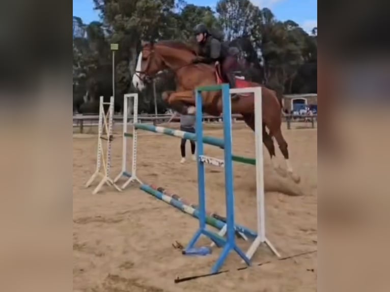 Selle français Klacz 11 lat 182 cm Ciemnokasztanowata in Tanger,Africa