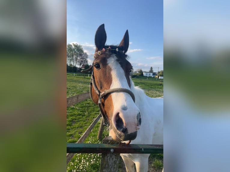 Selle français Klacz 12 lat 148 cm Srokata in Ehingen an der Donau
