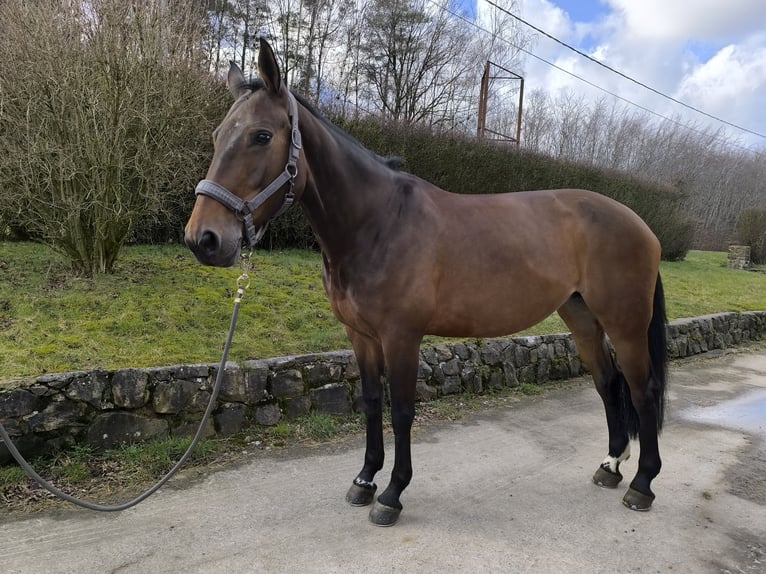 Selle français Klacz 12 lat 165 cm Gniada in Theux