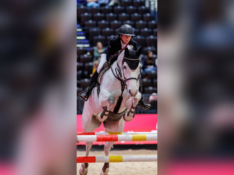 Selle français Klacz 12 lat 170 cm Siwa in Wietze
