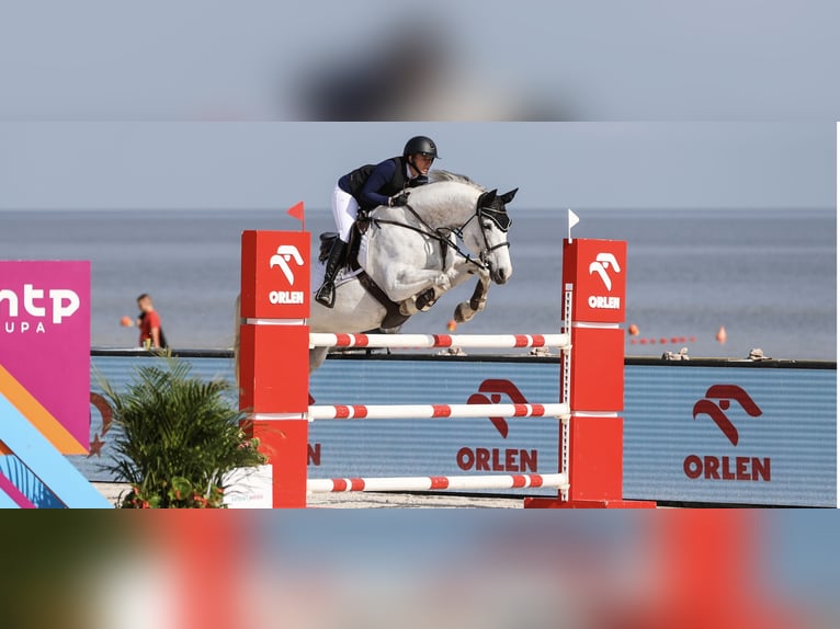 Selle français Klacz 12 lat 170 cm Siwa in Wietze
