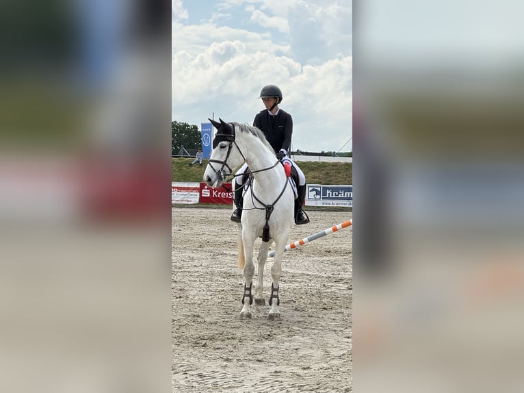 Selle français Klacz 12 lat 170 cm Siwa in Wietze