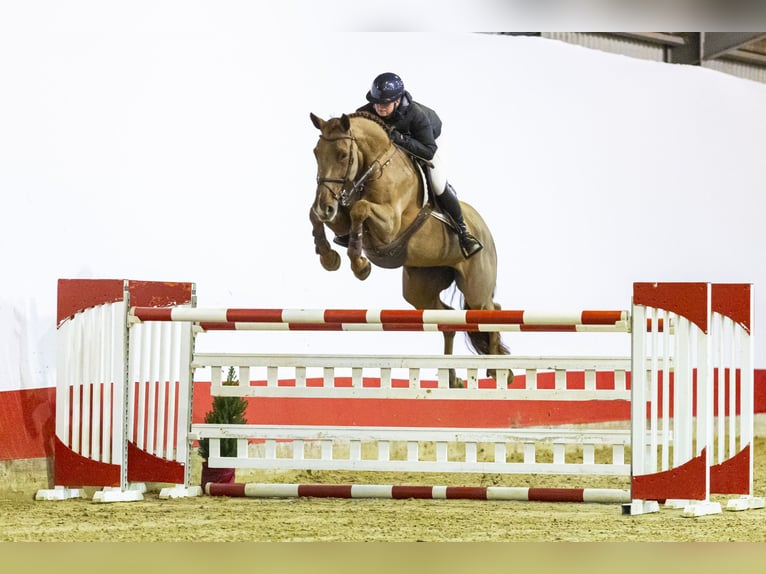 Selle français Klacz 12 lat 172 cm Ciemnokasztanowata in Waddinxveen