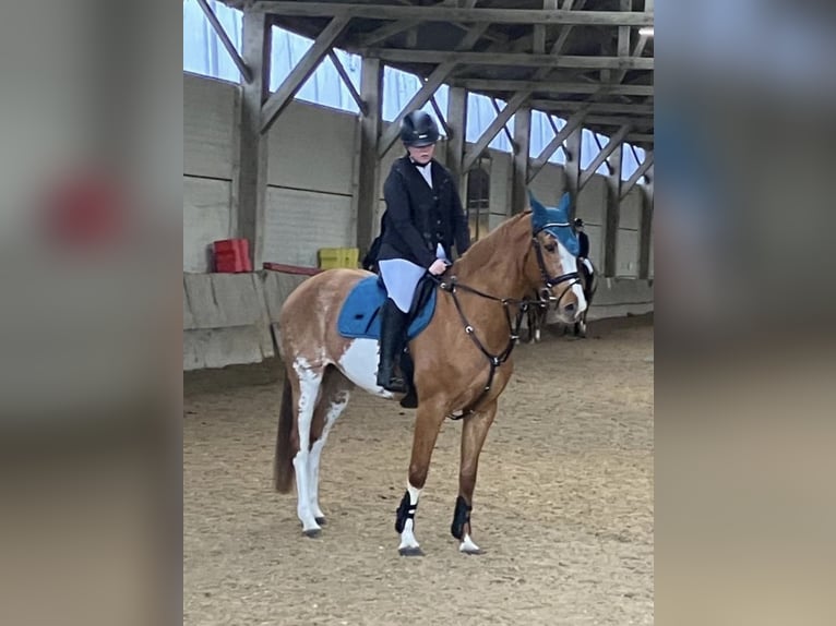 Selle français Klacz 13 lat 163 cm Srokata in Geraardsbergen