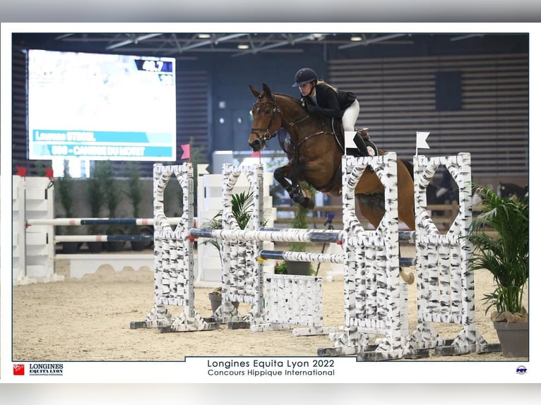 Selle français Klacz 13 lat 166 cm Gniada in La Terrasse