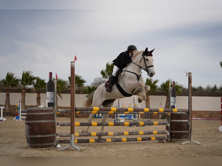 Selle français Klacz 13 lat 168 cm Siwa in Naquera