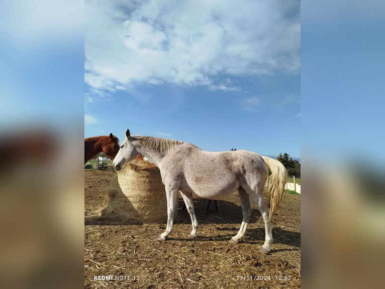 Selle français Klacz 13 lat 170 cm Siwa w hreczce in Ancône