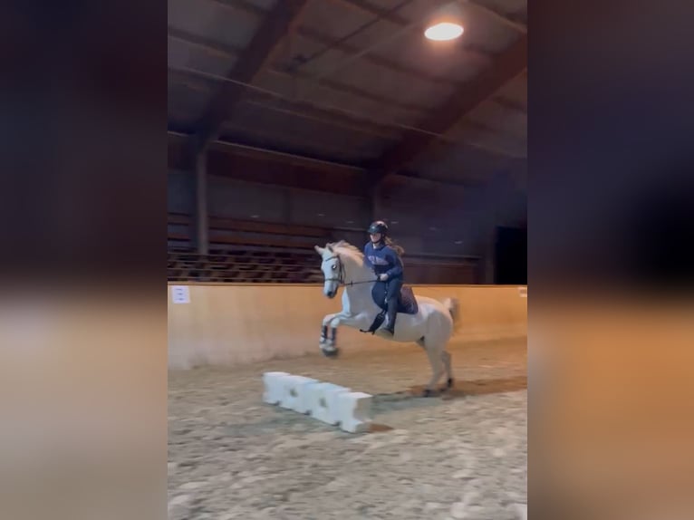 Selle français Klacz 14 lat 151 cm Siwa in Lörrach