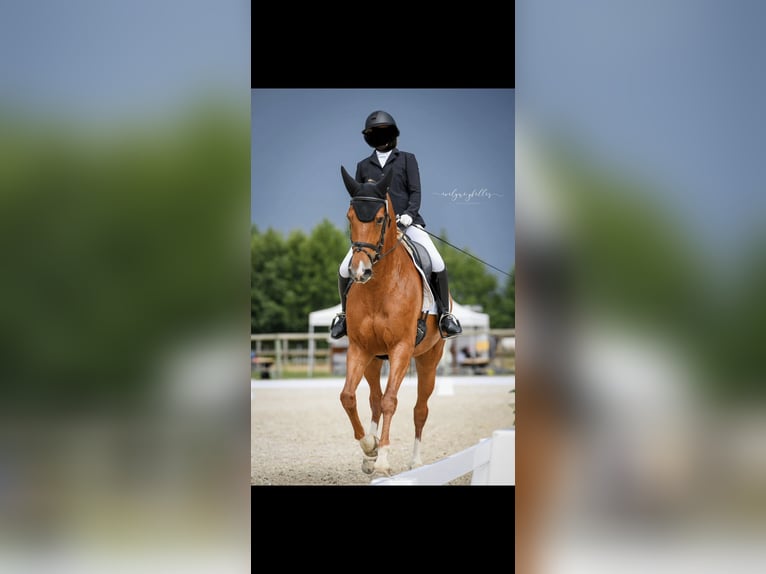 Selle français Klacz 14 lat 163 cm Kasztanowata in Begnins