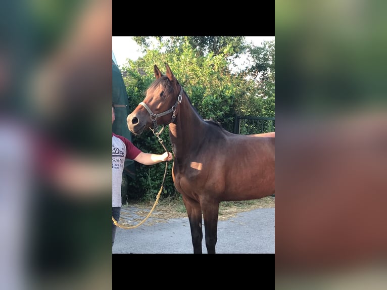 Selle français Mix Klacz 14 lat 165 cm Gniada in Nederhorst den Berg