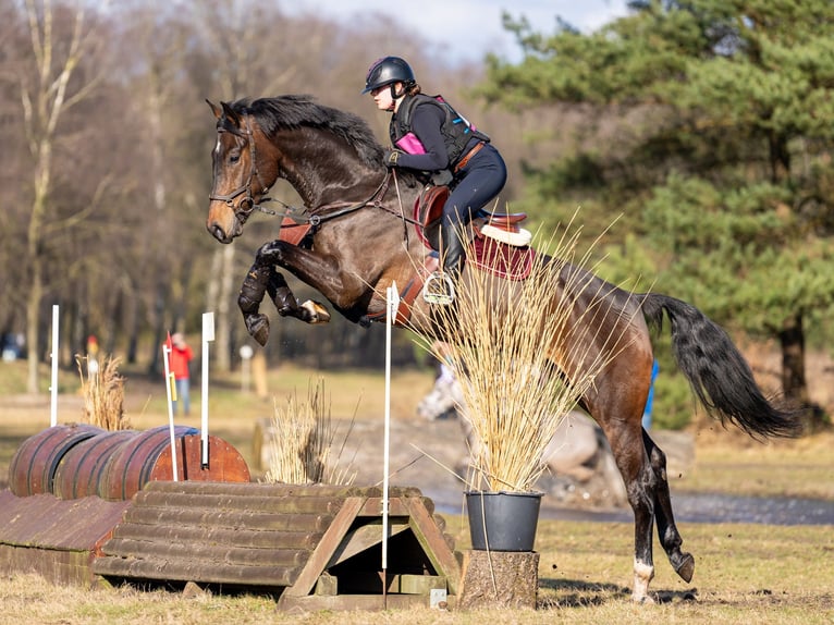 Selle français Mix Klacz 14 lat 165 cm Gniada in Nederhorst den Berg