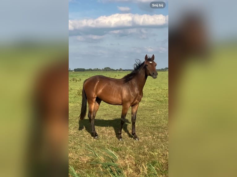 Selle français Mix Klacz 14 lat 165 cm Gniada in Nederhorst den Berg