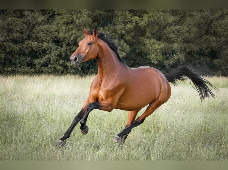 Selle français Klacz 14 lat 165 cm Gniada in Burgwerben