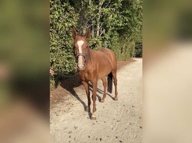 Selle français Klacz 14 lat 165 cm Kasztanowata in GROTE-BROGEL