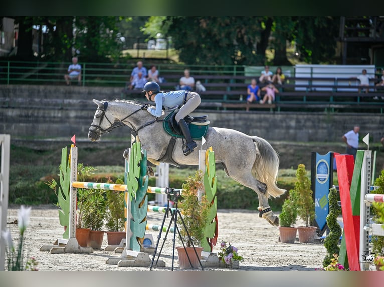 Selle français Klacz 14 lat 170 cm Siwa in Taszár
