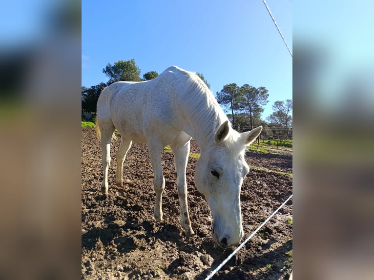 Selle français Klacz 14 lat 170 cm Siwa w hreczce in Montarnaud