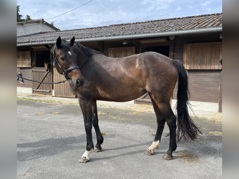 Selle français Klacz 14 lat 173 cm Ciemnogniada in Le Dorat