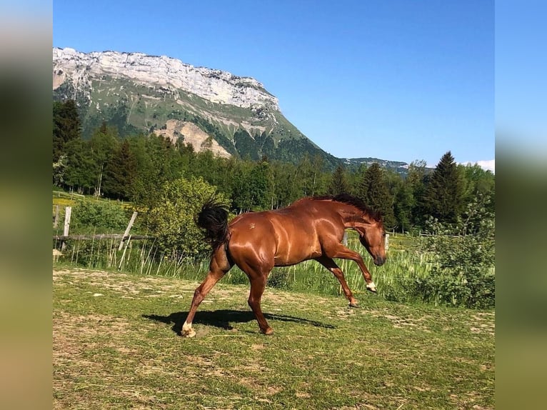 Selle français Klacz 14 lat in Lauterbrunnen