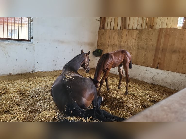 Selle français Klacz 15 lat 170 cm Ciemnogniada in W&#xF6;rt