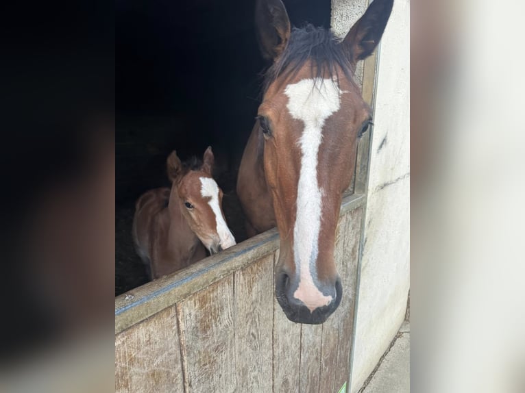 Selle français Klacz 16 lat  in Toulouse