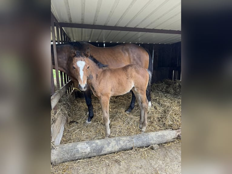 Selle français Klacz 16 lat  in Toulouse