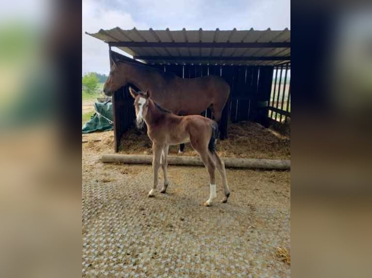 Selle français Klacz 16 lat  in Toulouse