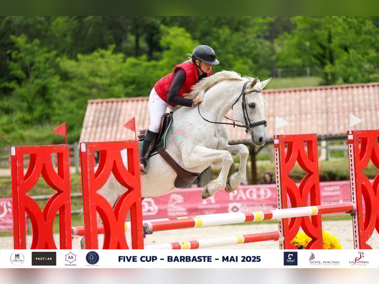 Selle français Klacz 17 lat 170 cm Siwa in Saint-Pardoux-du-Breuil