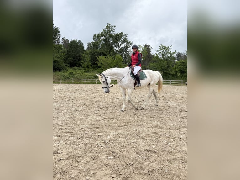 Selle français Klacz 17 lat 170 cm Siwa in Saint-Pardoux-du-Breuil