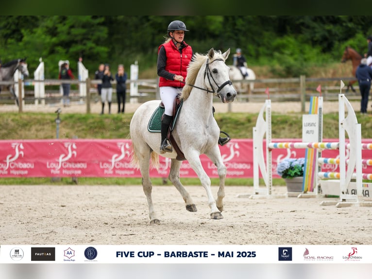 Selle français Klacz 17 lat 170 cm Siwa in Saint-Pardoux-du-Breuil