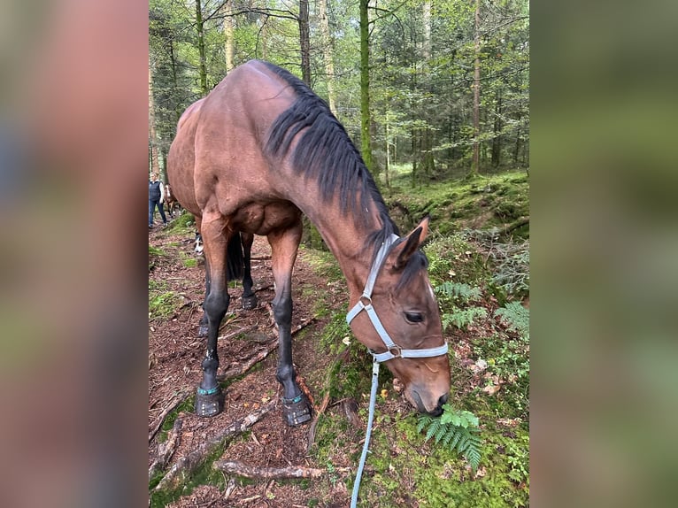 Selle français Klacz 18 lat 165 cm Gniada in Ebnet