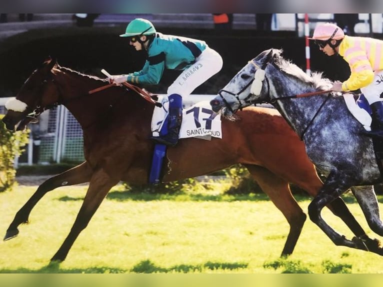 Selle français Klacz 18 lat 165 cm Gniada in Ebnet