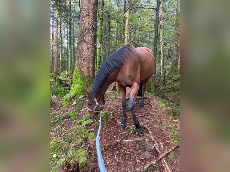 Selle français Klacz 18 lat 165 cm Gniada in Ebnet