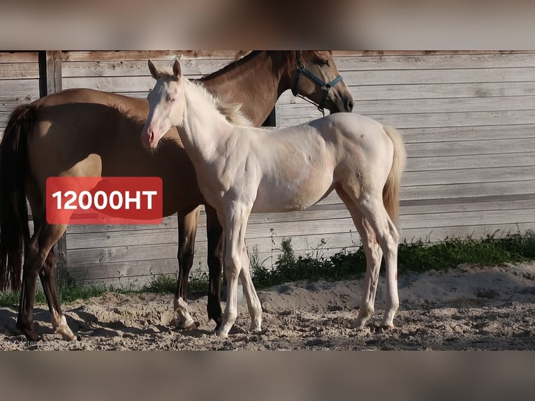 Selle français Klacz 1 Rok 167 cm Cremello in Lamorlaye