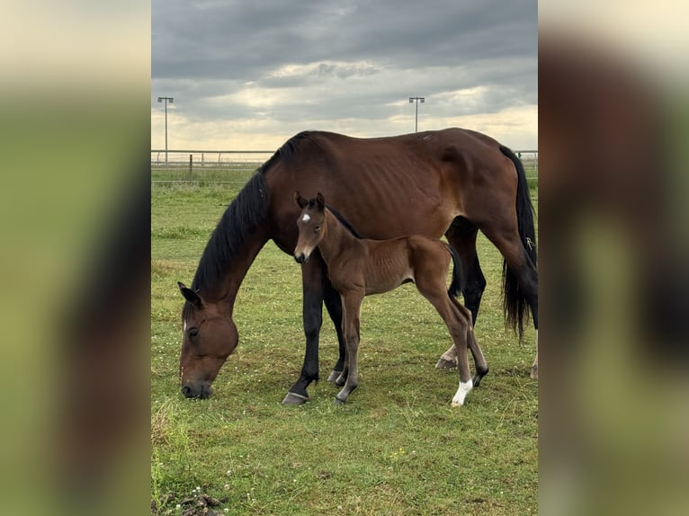Selle français Klacz 1 Rok 170 cm Gniada in Volesvres
