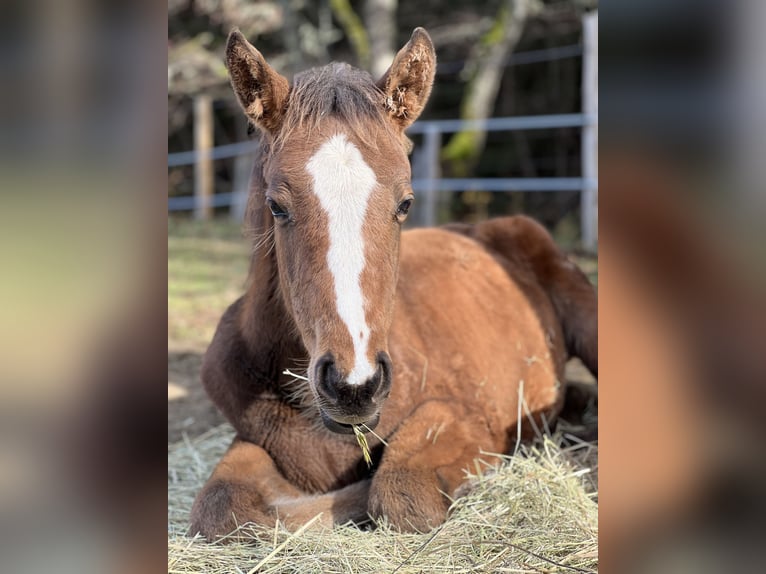 Selle français Klacz 1 Rok Gniada in SAUVESSANGES