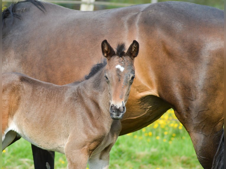 Selle français Klacz 1 Rok Skarogniada in Venon