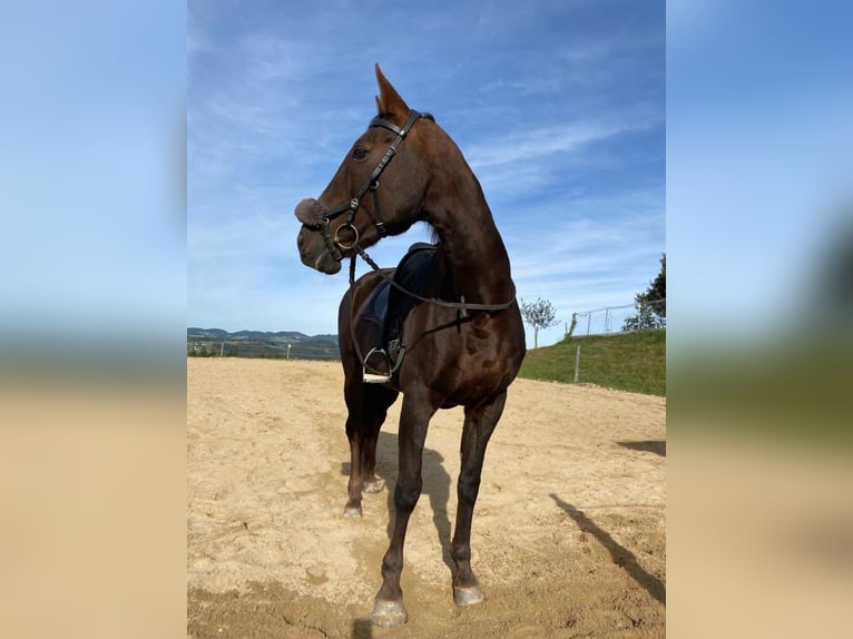Selle français Klacz 20 lat 168 cm Ciemnokasztanowata in Pierbach