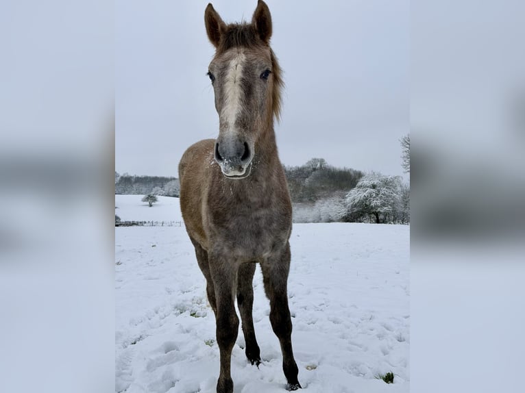 Selle français Klacz 2 lat 165 cm Siwa in Villers le Temple